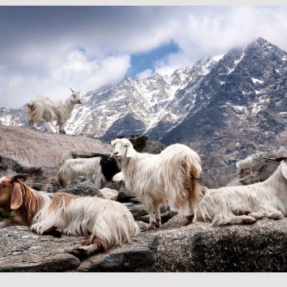 Scarves and shawls | Large Winter wrap | Cold Weather Shawl | Wedding gift ideas - Picture 8 of 11